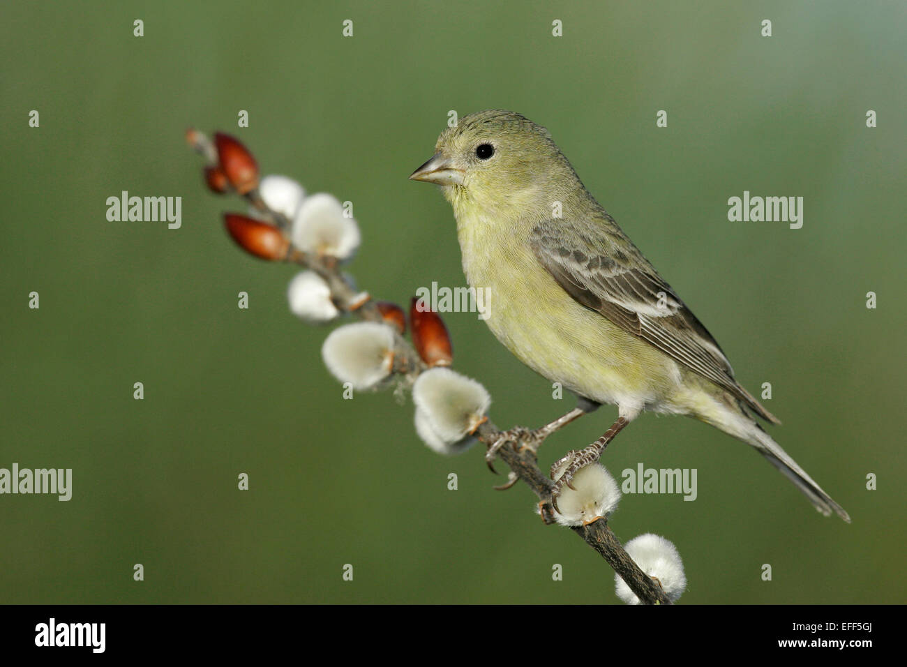 Female american goldfinch bird hi-res stock photography and images - Alamy