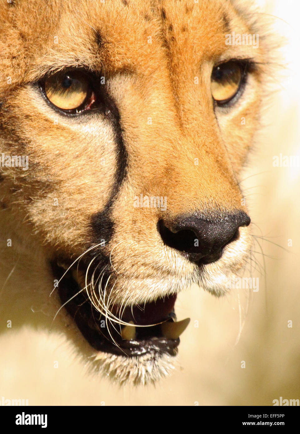 A portrait of a Cheetah and its teeth. Stock Photo