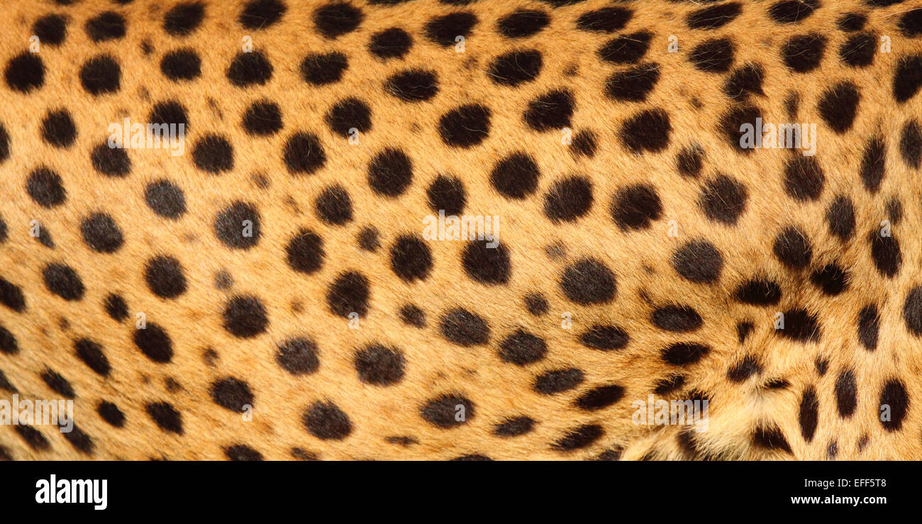 The spots of a Cheetah. Stock Photo