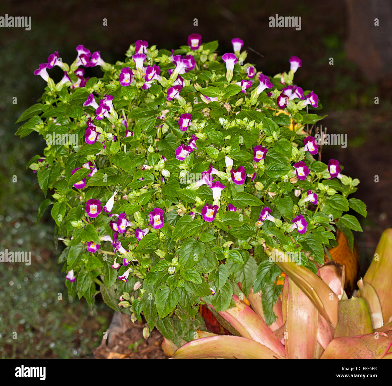 Cluster of bright purple / magenta and white flowers & green leaves of Torenia, an annual garden plant, against dark background Stock Photo