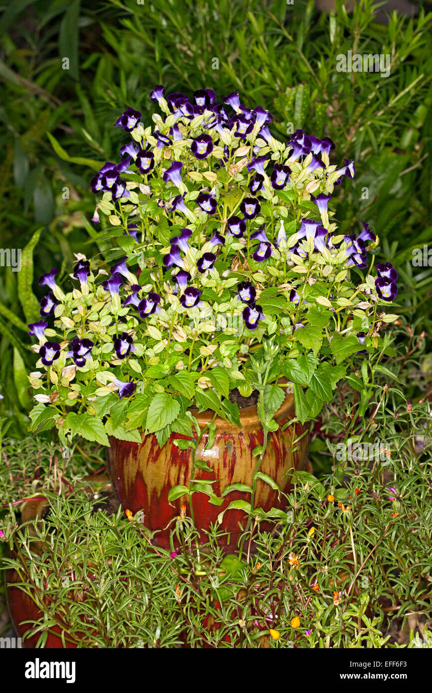 Large colourful ceramic pot with mass of purple and white flowers and bright green leaves of Torenia, an annual garden plant Stock Photo