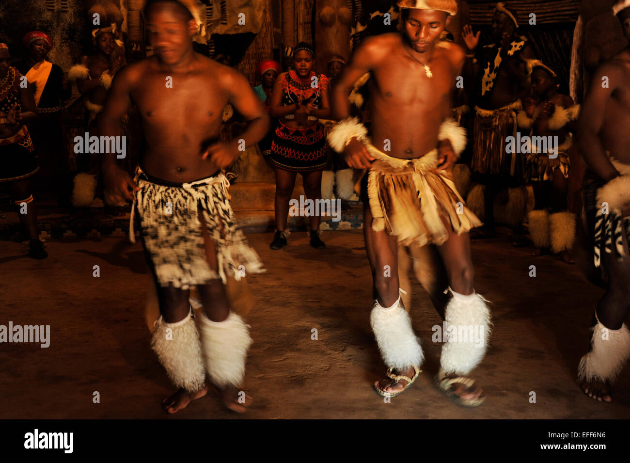 Adult male dancers in traditional Zulu warrior dress performing a war dance at cultural entertainment event for tourists, Shakaland, KwaZulu-Natal Stock Photo