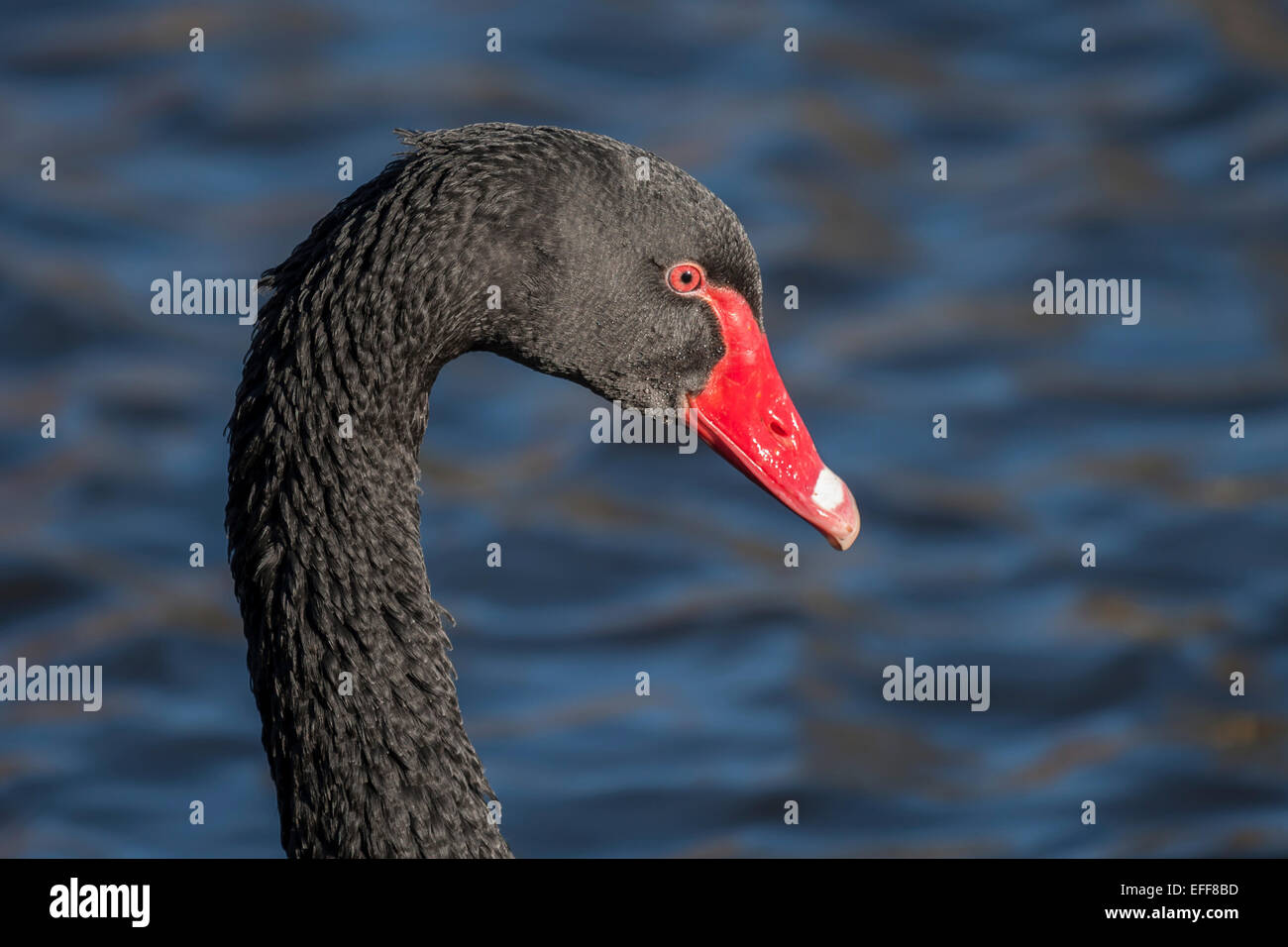 close portrait of the head and neck of a black swan Stock Photo