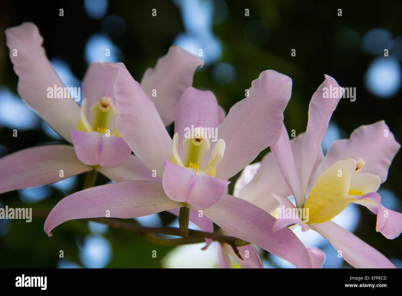 Delicate fragile orchids blooming with pale pink blossoms Stock Photo Alamy