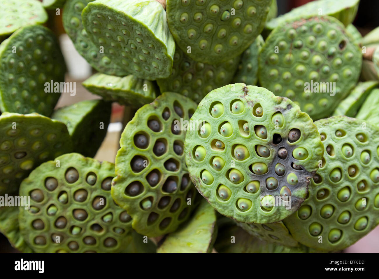 Lotus flower and seed pod hi-res stock photography and images - Alamy