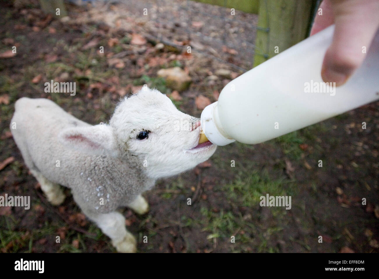 Lamb drinking milk hires stock photography and images Alamy