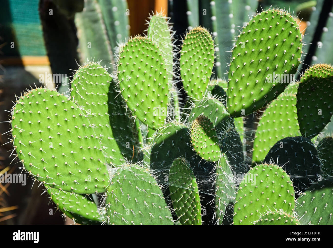 House plant cactus hi-res stock photography and images - Alamy
