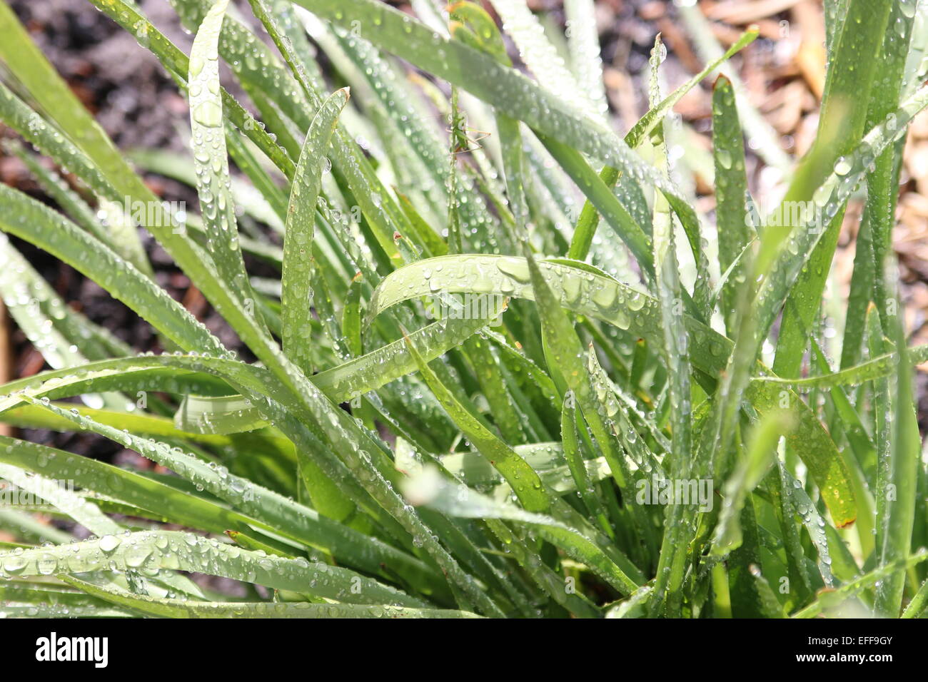 Lomandra filiformis, Wattle Mat rush after rain Stock Photo
