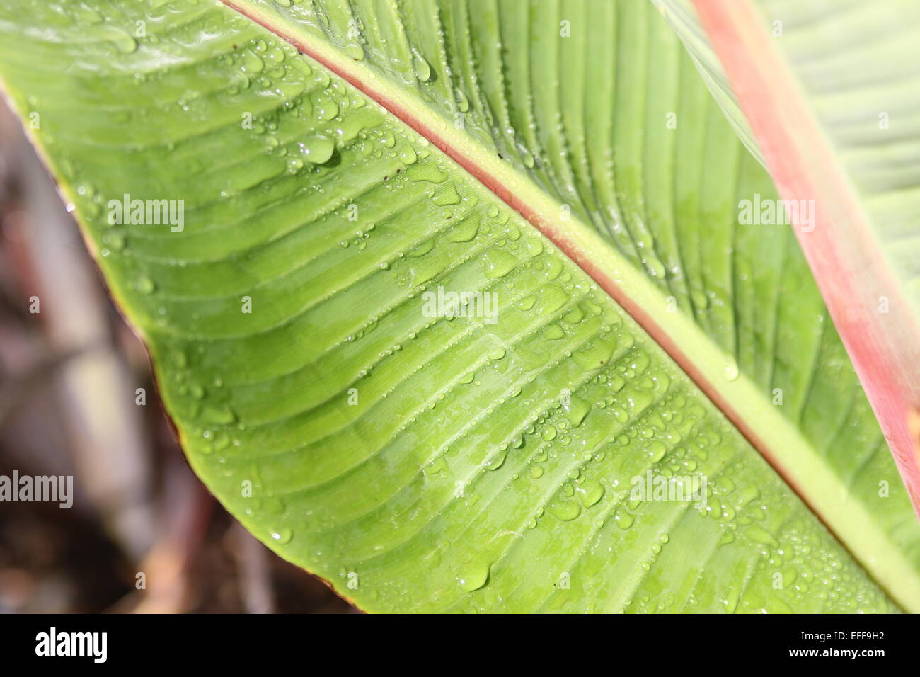 Ensete ventricosum, abyssinian banana palm leaves after rain Stock Photo