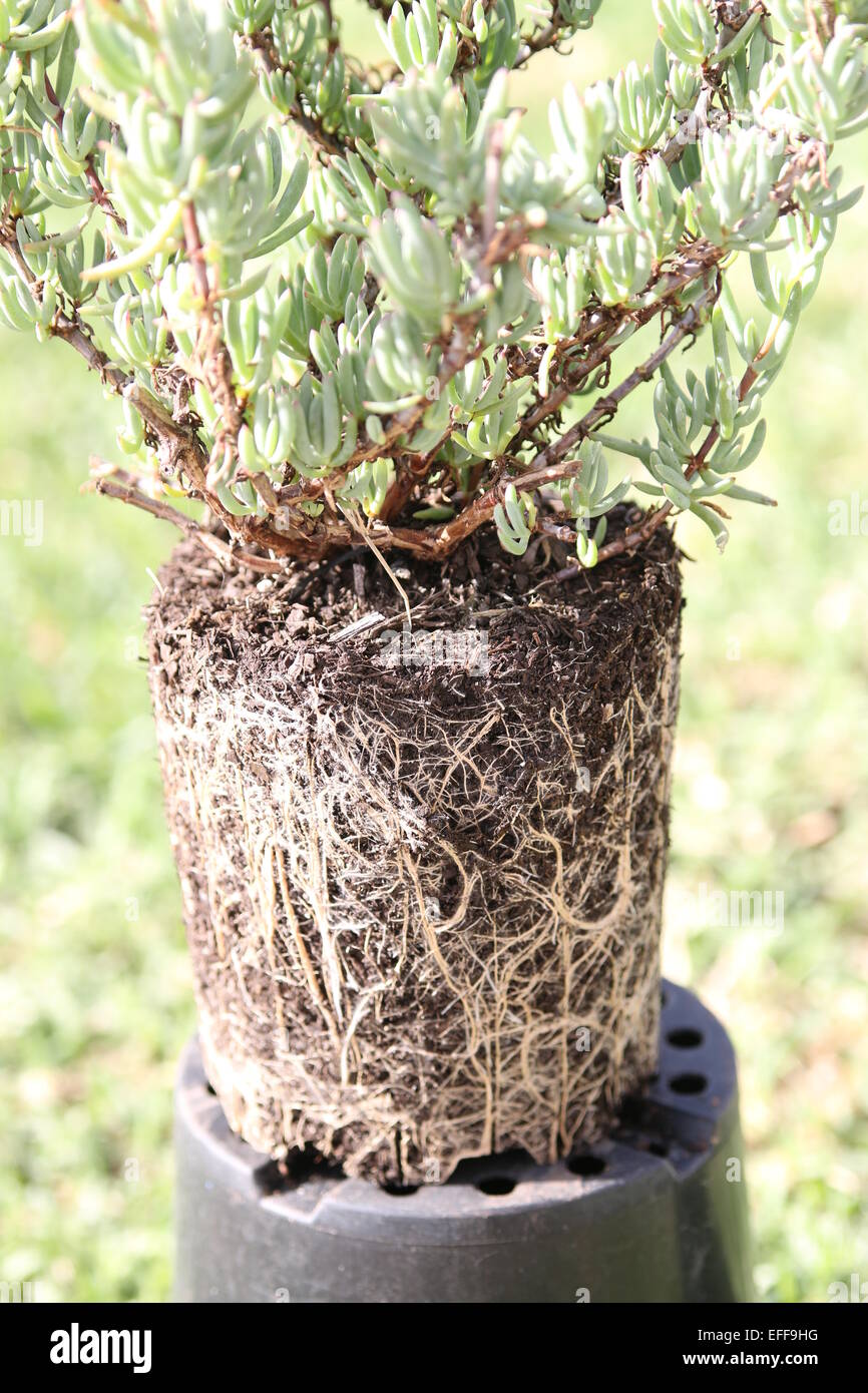 Mesembryanthemum Lampranthus succulent, - Root bound Pig Face Plant ready to be repotted Stock Photo