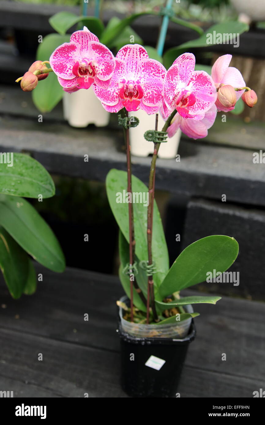 Phalaenopsis Phalaenopsis Moth Orchid, pink spotted Stock Photo