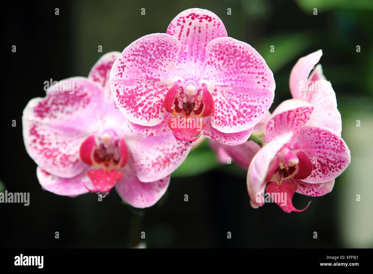 Phalaenopsis Phalaenopsis Moth Orchid, pink spotted Stock Photo