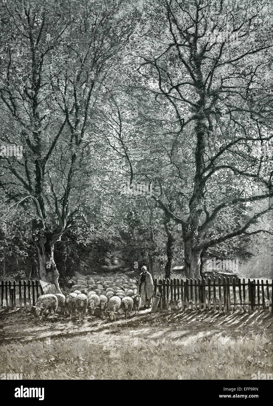 A flock of sheep passing a gate to eat grass pasture, c. 1895, after Courtens, Stock Photo