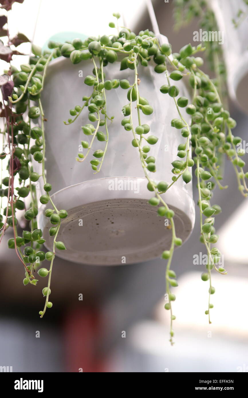String of pearls Senecio rowleyanus Succulent Stock Photo
