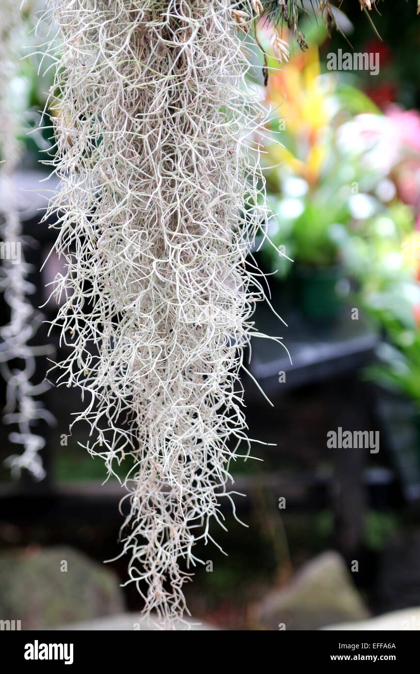 Old Man’s Beard plant, Spanish Moss, Tillandsia usneoides Stock Photo