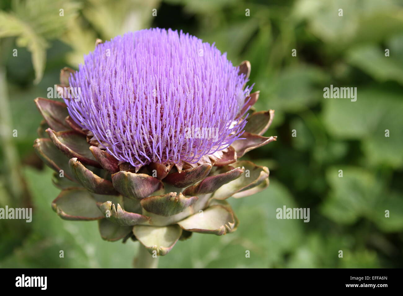 Globe artichoke, Cynara cardunculus var. scolymus, Cynara scolymus