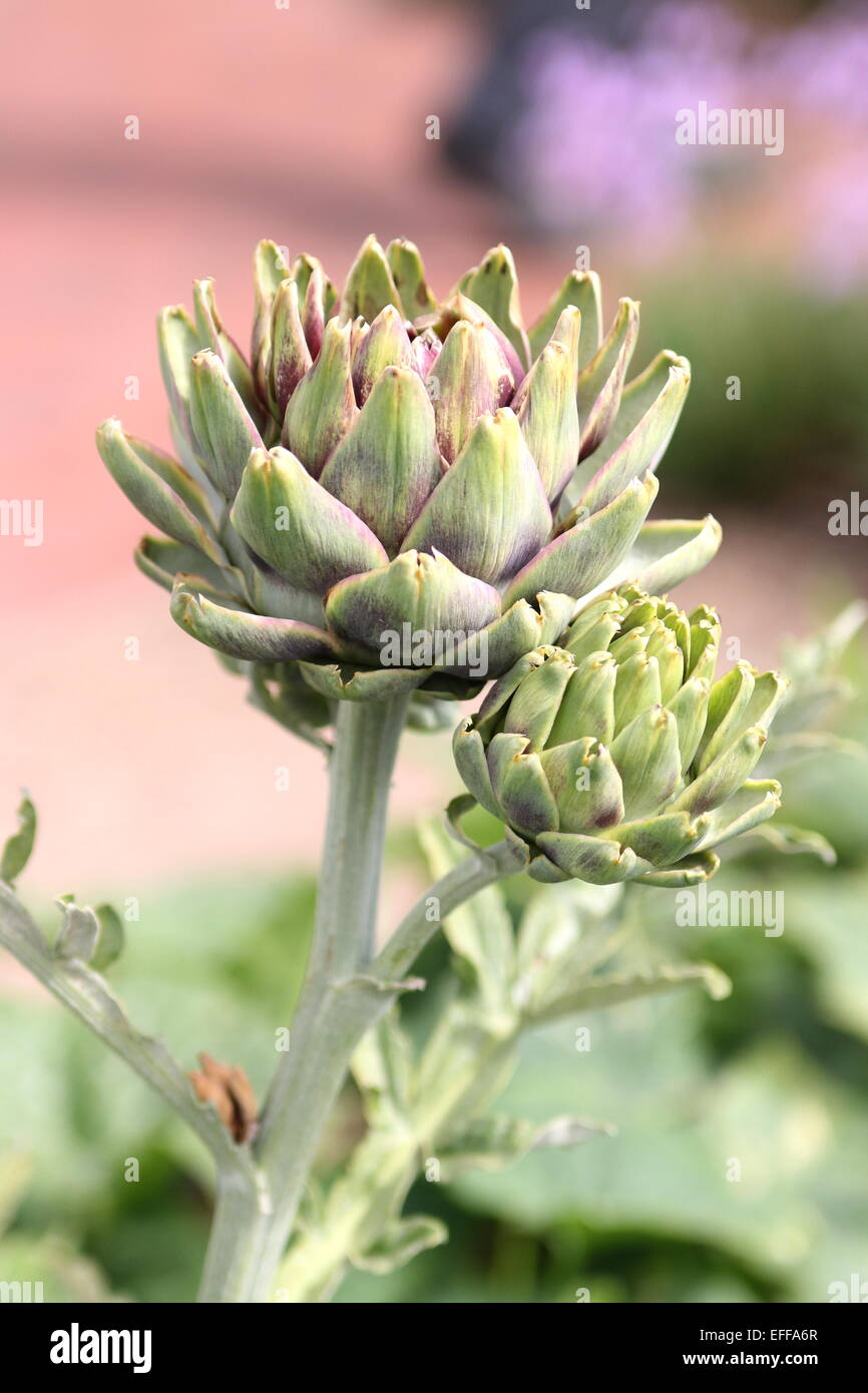 Globe artichoke, Cynara cardunculus var. scolymus, Cynara scolymus, Stock Photo