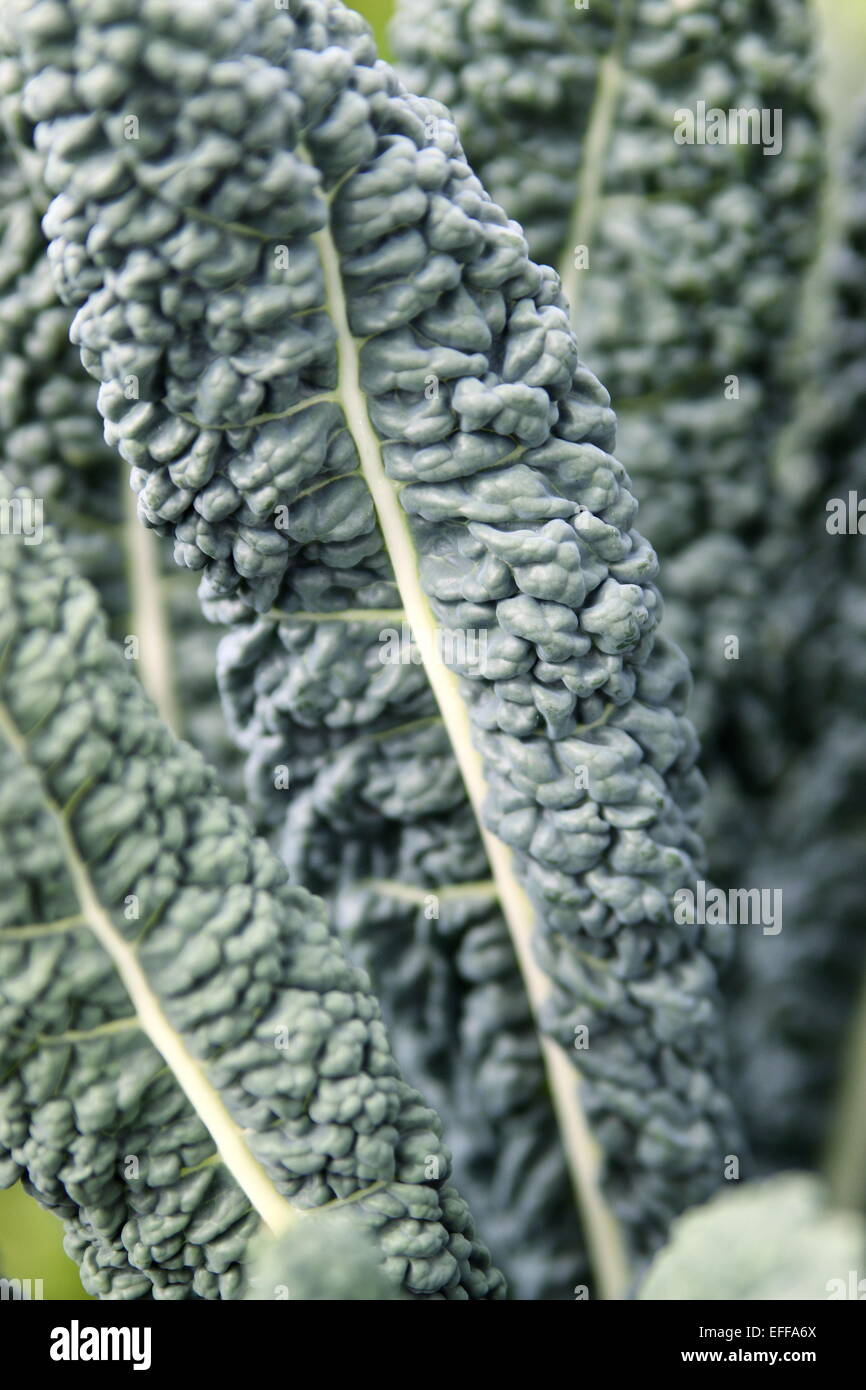Kale Tuscan Black, Brassica oleracea vergetable Stock Photo
