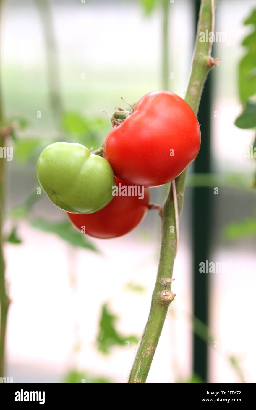 Ripening Hanging  Hydroponic tomatoes Stock Photo