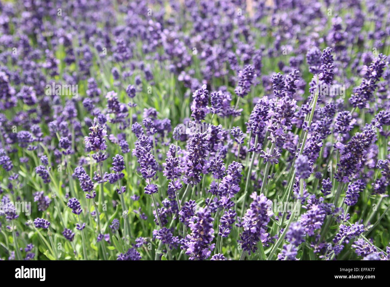 Lavender purple flowers hires stock photography and images Alamy