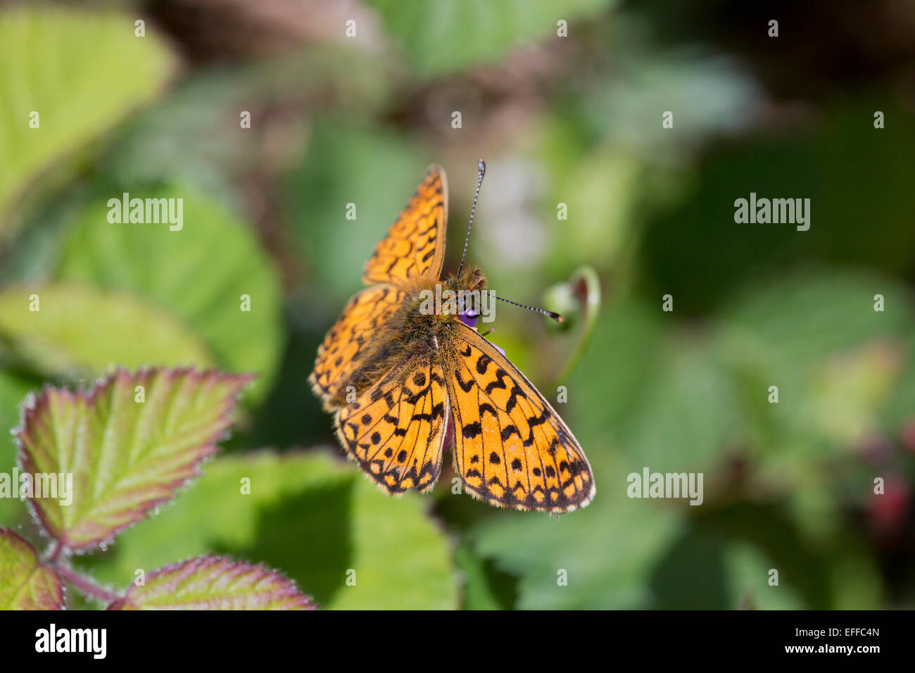 Small Pearl Bordered Fritillary Butterfly Clossiana selene Single on Bramble Northumberland; UK Stock Photo