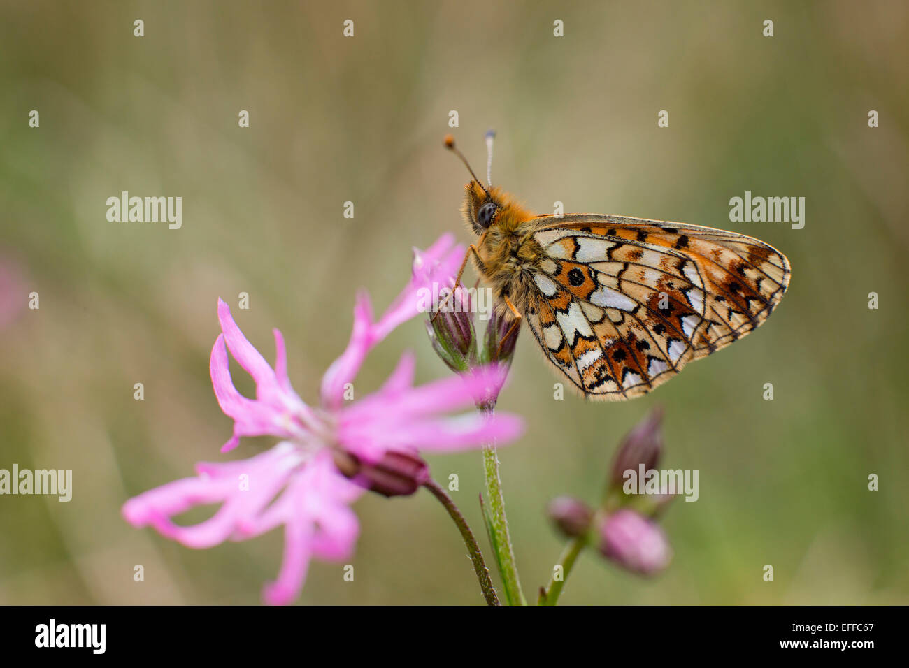 Small Pearl Bordered Fritillary Butterfly Clossiana selene Single on Ragged Robin Cornwall; UK Stock Photo