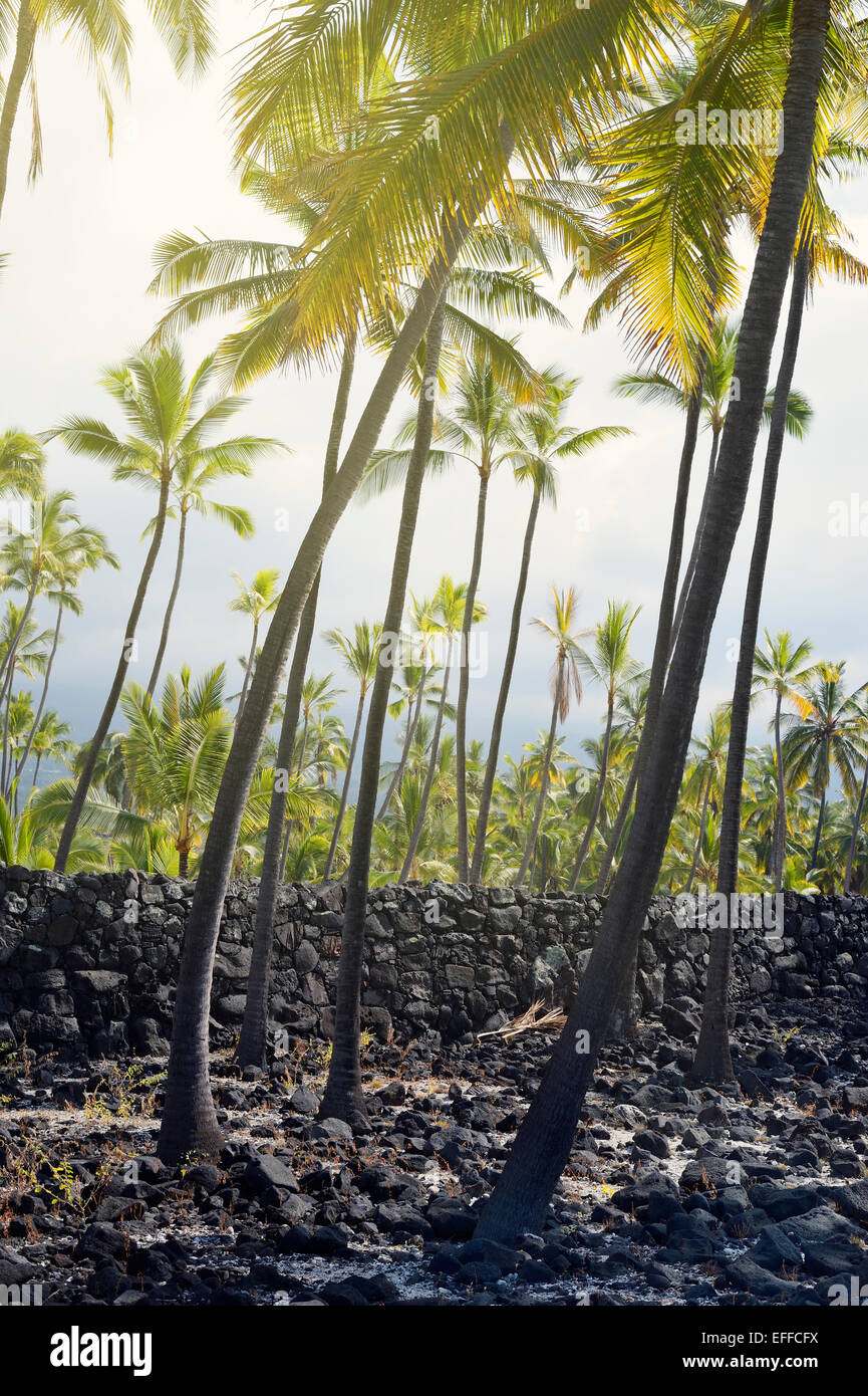 USA, Hawaii, Big Island, HonaunauNapoopoo, palms, and igneous rock