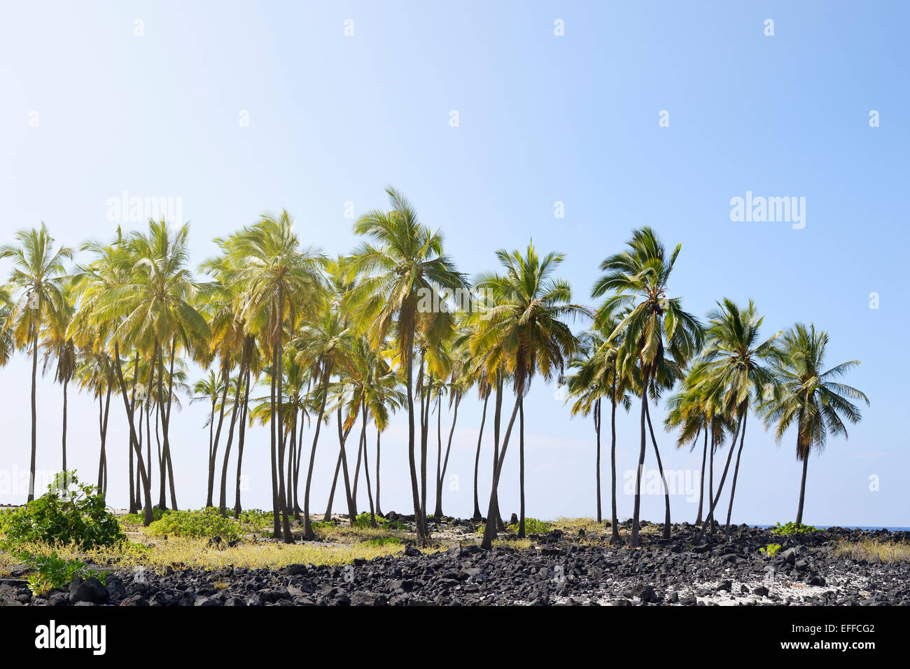 USA, Hawaii, Big Island, HonaunauNapoopoo, palms, and igneous rocks at