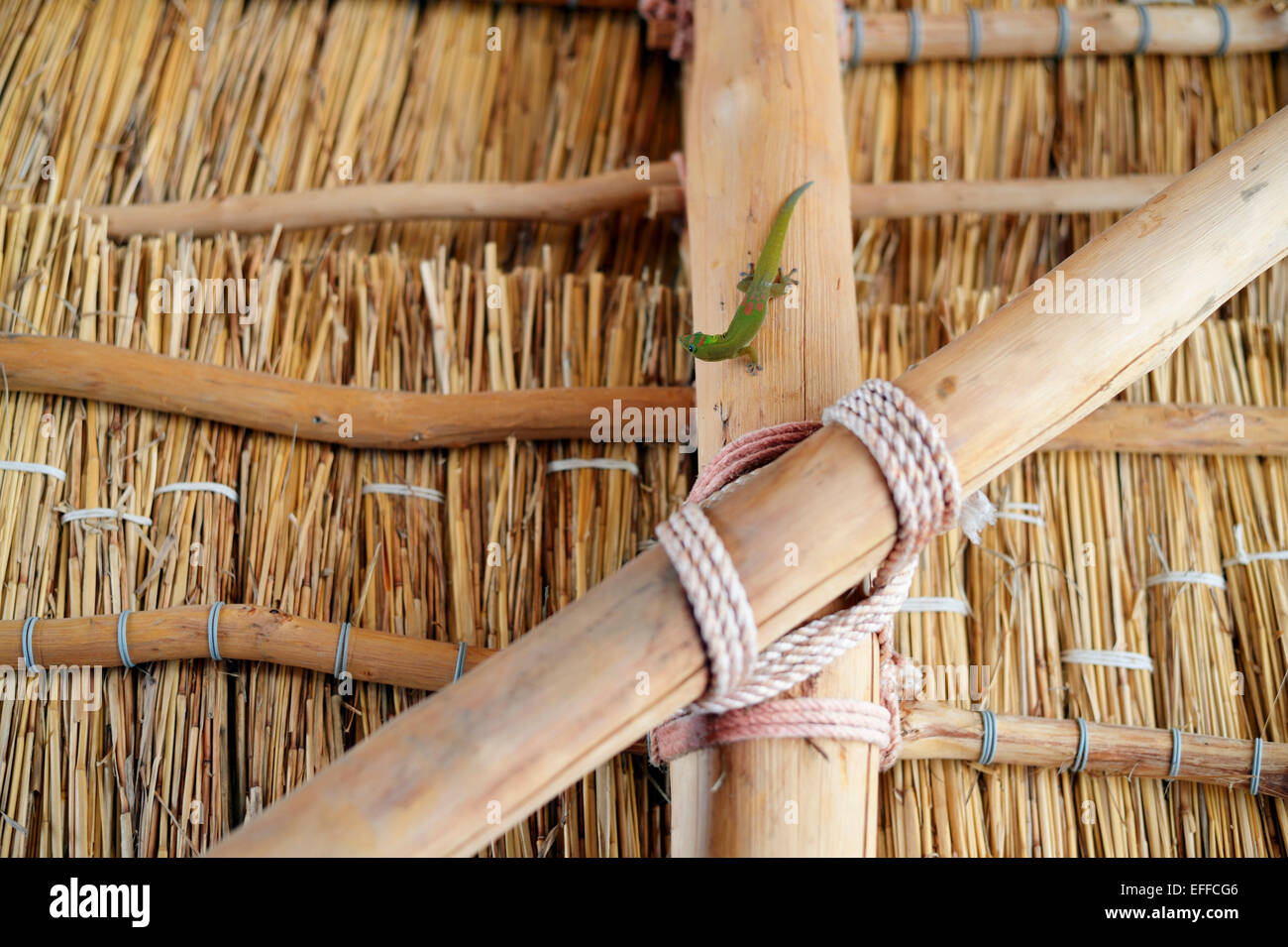 USA, Hawaii, Big Island, HonaunauNapoopoo, Gold dust day gecko on