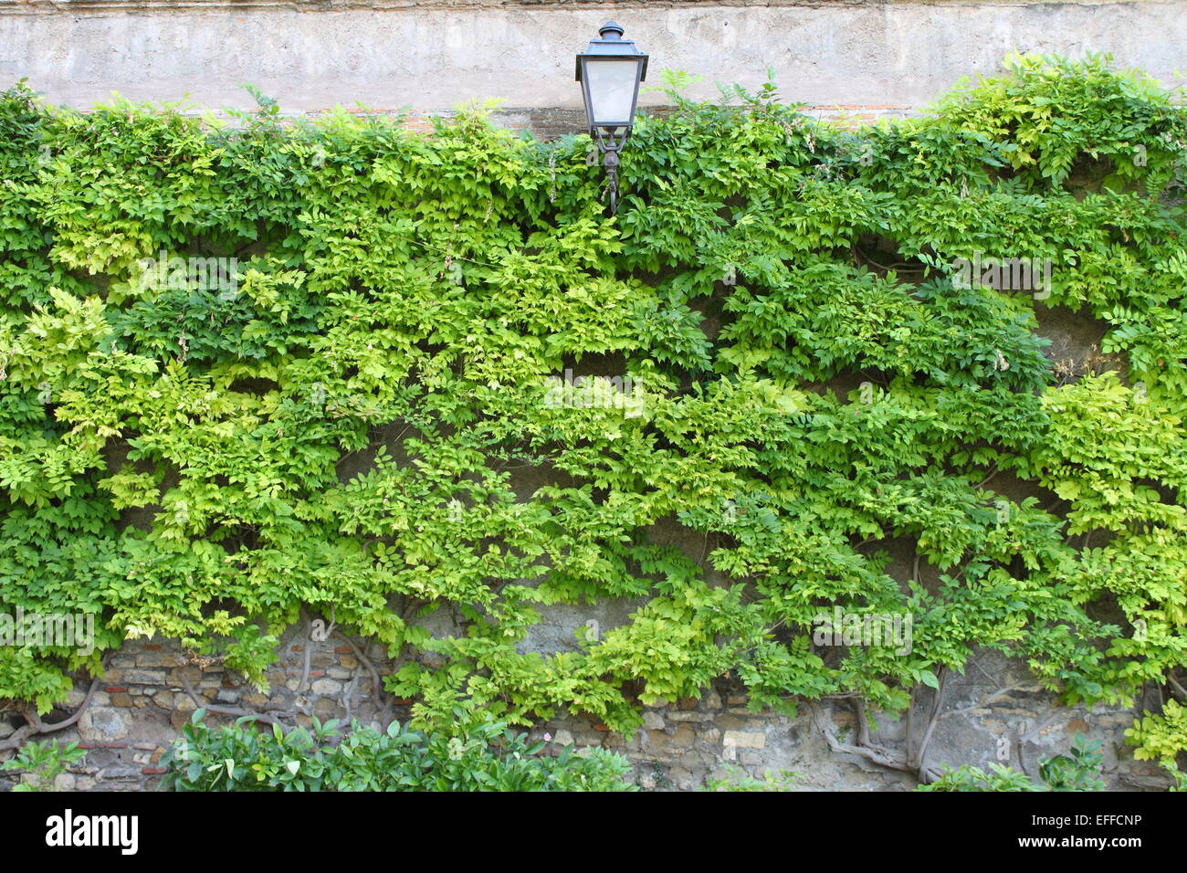 Old medieval street lamp on a wall covered by vegetation Stock Photo