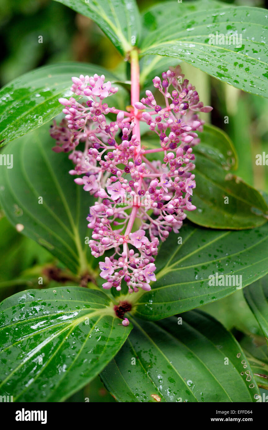 USA, Hawaii, Big Island, Papaikou, Hawaii Tropical Botanical Garden, pink blossom of Medinilla magnifica Stock Photo