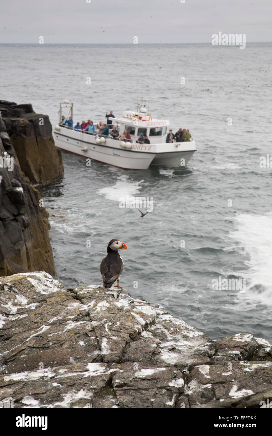 Cooped Up? Photos Of This Puffin Island Will Make You Feel Free