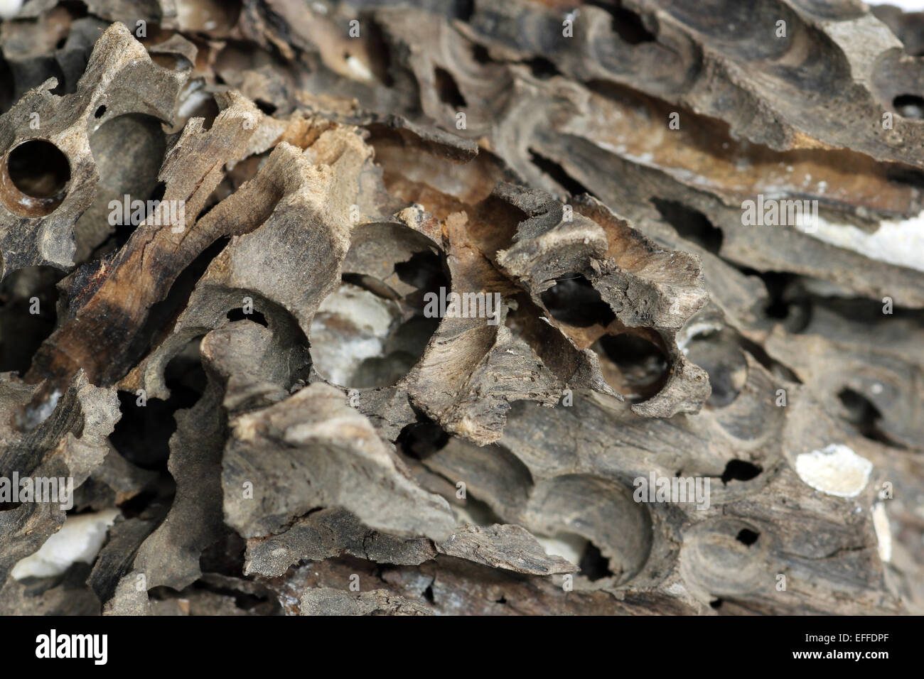bored driftwood by great shipworm, Teredo navalis a bivalve mollusc Stock Photo