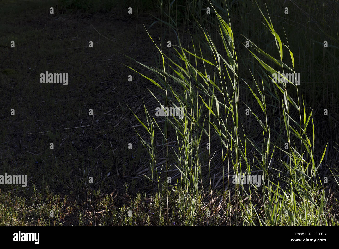 Reed is common name for several tall, grass-like plants of wetlands. They are all members of the order Poales Stock Photo