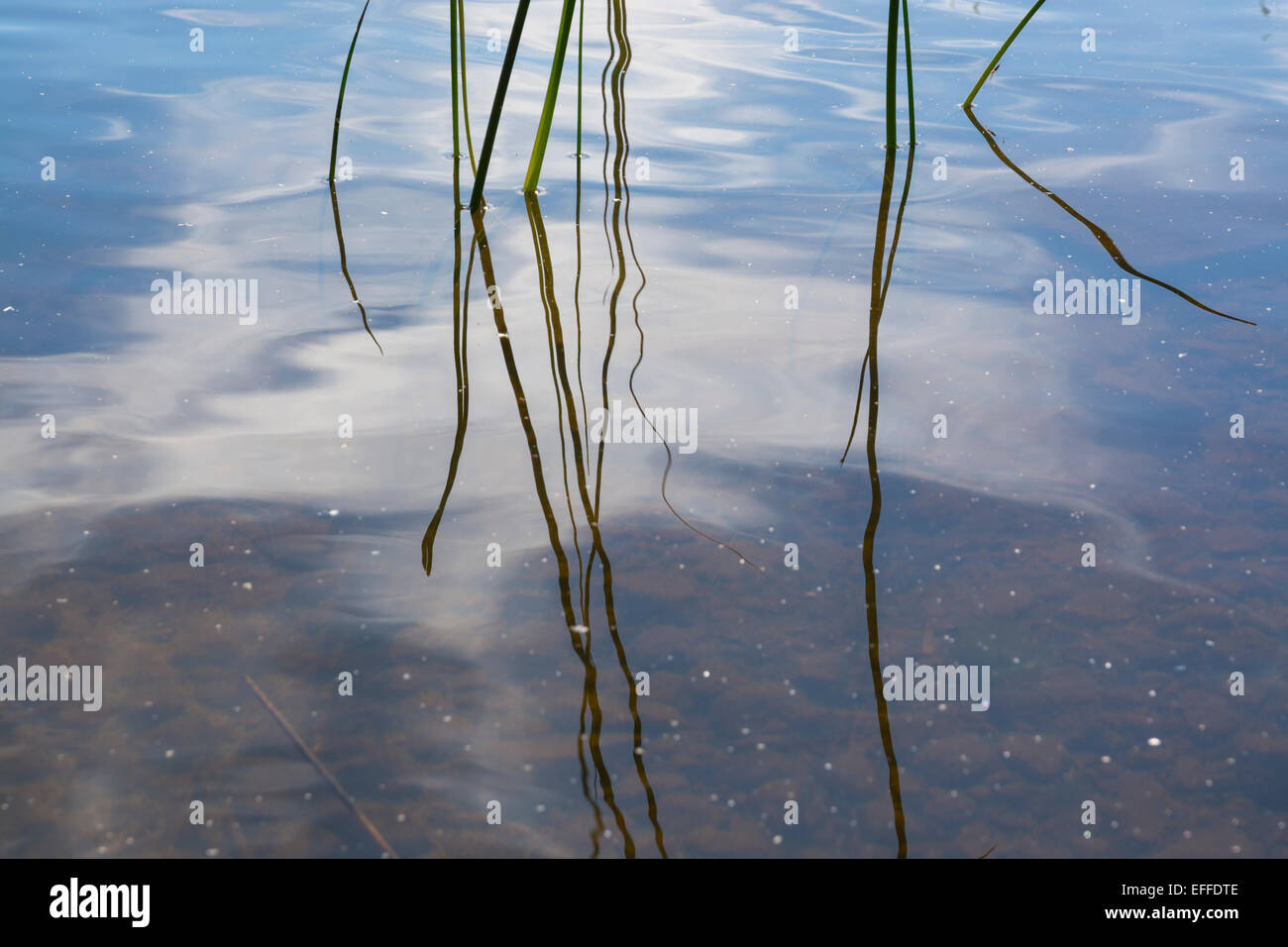 Reeds by water hi-res stock photography and images - Alamy
