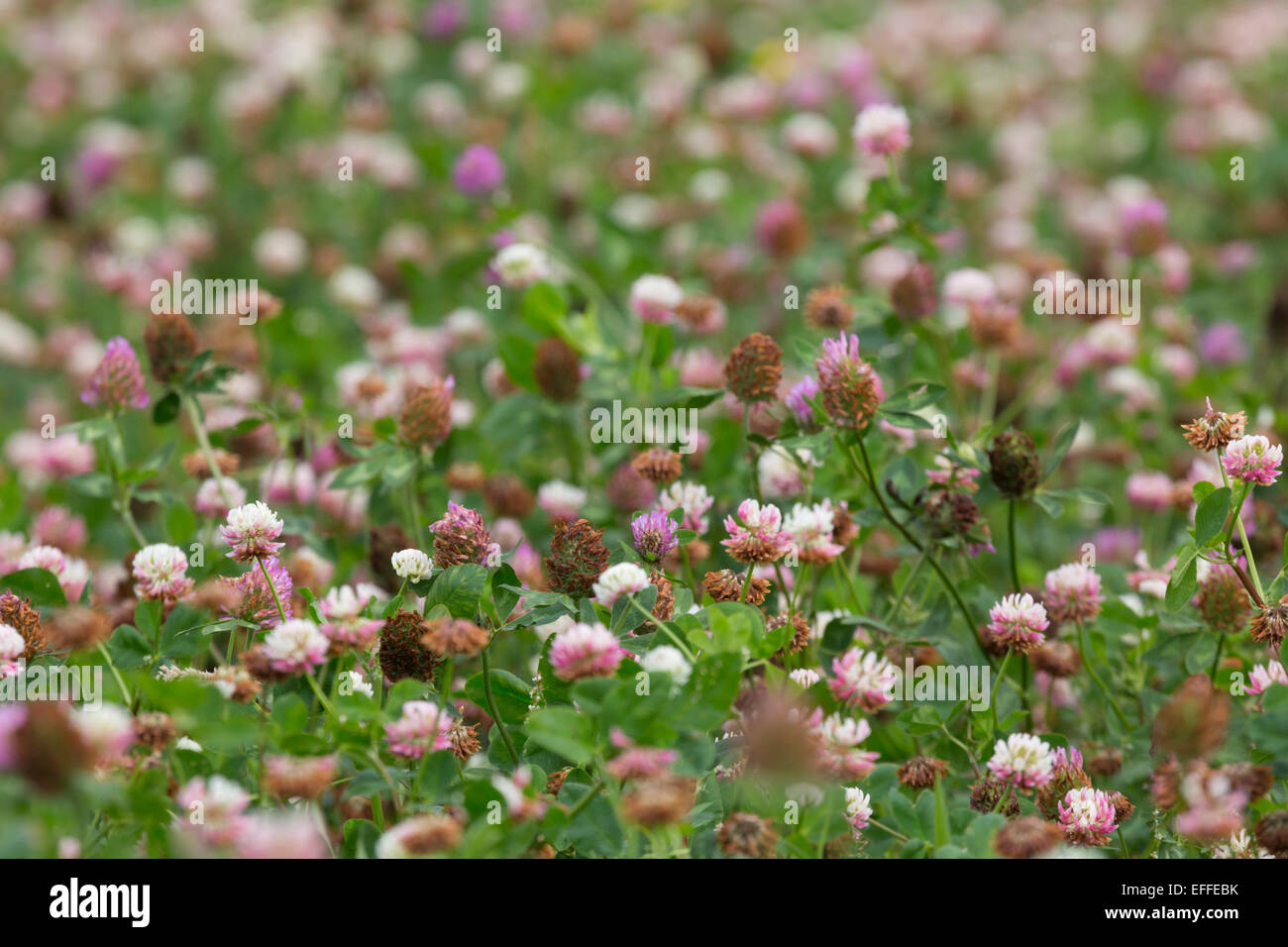 Clover In Flower Teneriffe Farm; Cornwall; UK Stock Photo