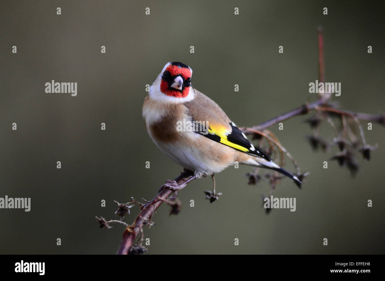 Goldfinch on a stem UK Stock Photo