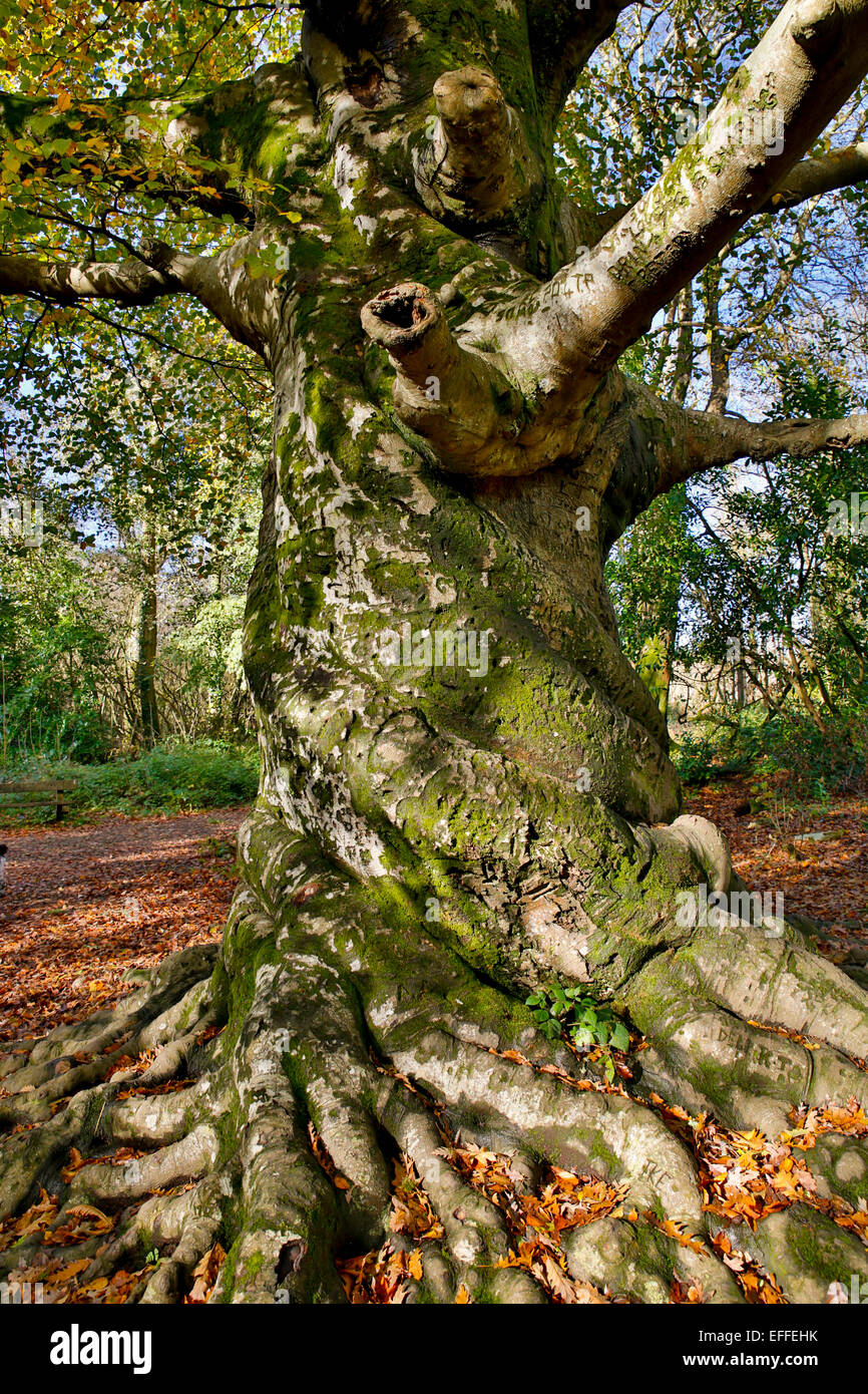 Twisted Beech Tree Fagus sylvatica Ancient Tree Tehidy; Cornwall; UK Stock Photo