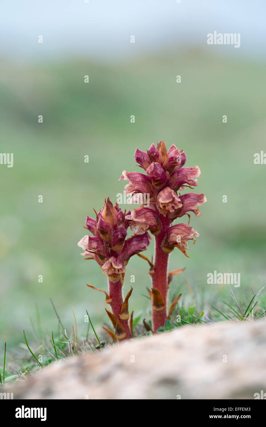 Thyme Broomrape Orobanche alba Flower Cornwall; UK Stock Photo Alamy