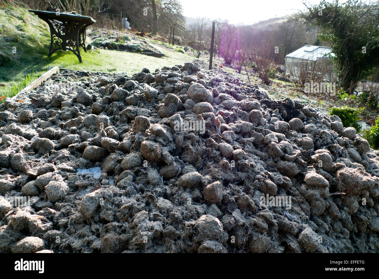 Pile of frozen horse manure in the vegetable garden on a sunny dry morning in rural Carmarthenshire, West Wales UK  KATHY DEWITT Stock Photo