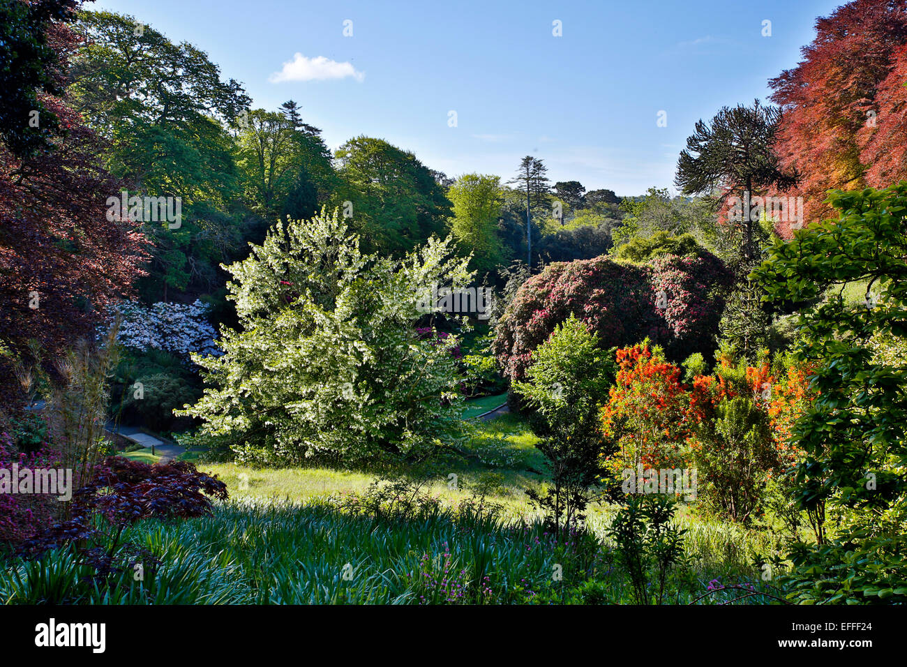 Trebah Garden Spring Cornwall; UK Stock Photo - Alamy