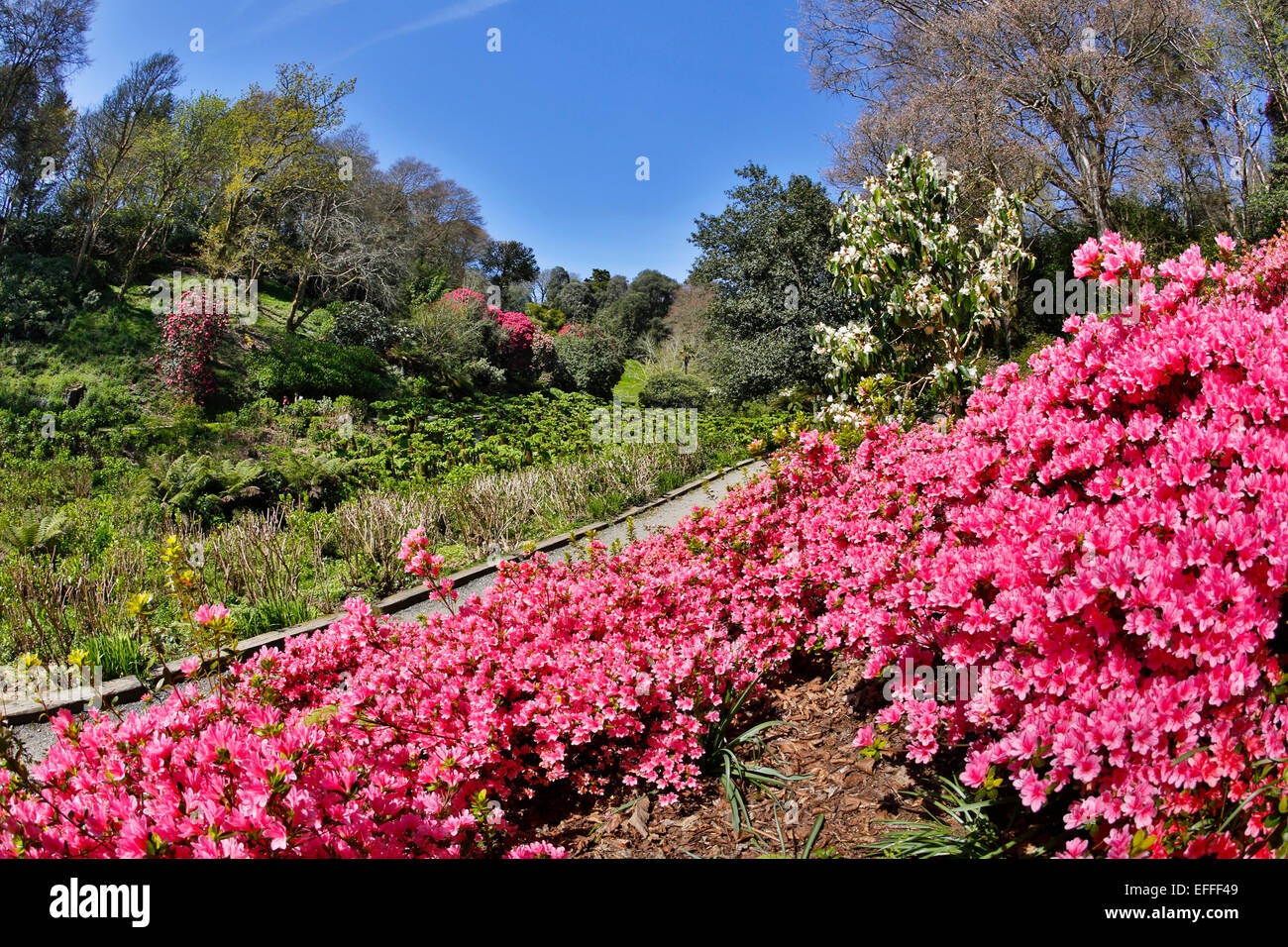 Trebah Garden Spring Cornwall; UK Stock Photo - Alamy