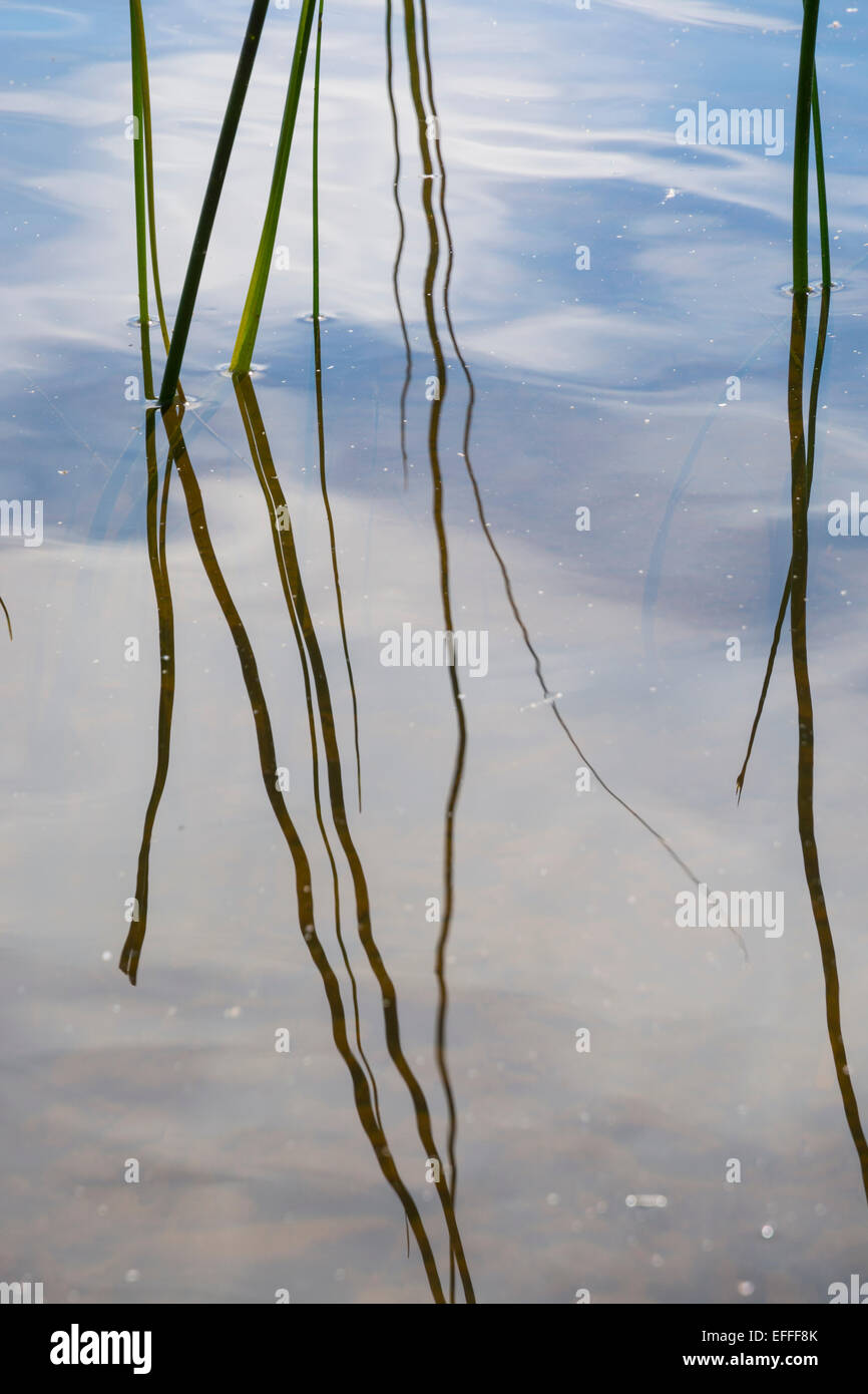 Reeds lake water hi-res stock photography and images - Alamy