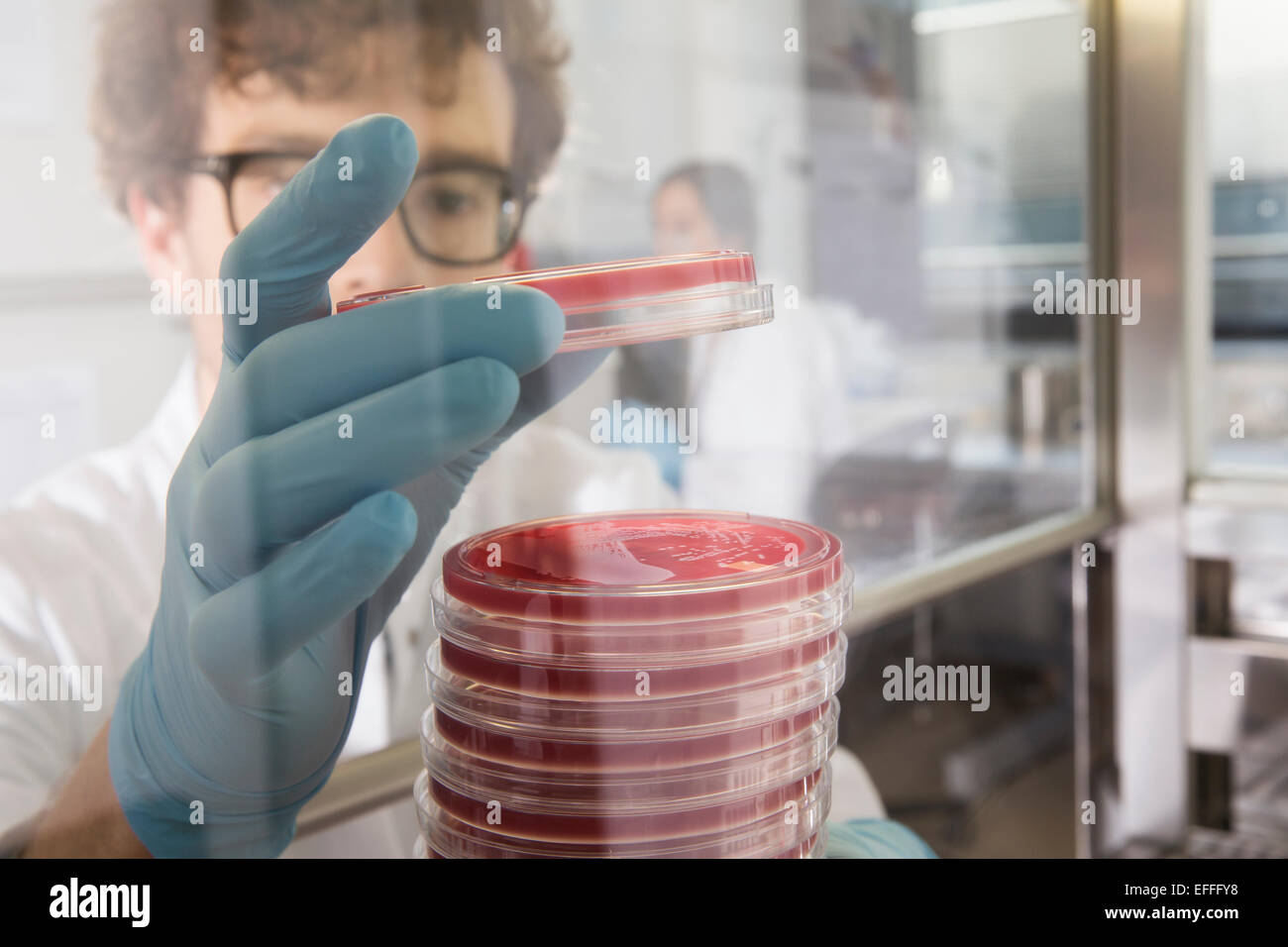 Scientist working with bacteria cultures in laboratory Stock Photo Alamy