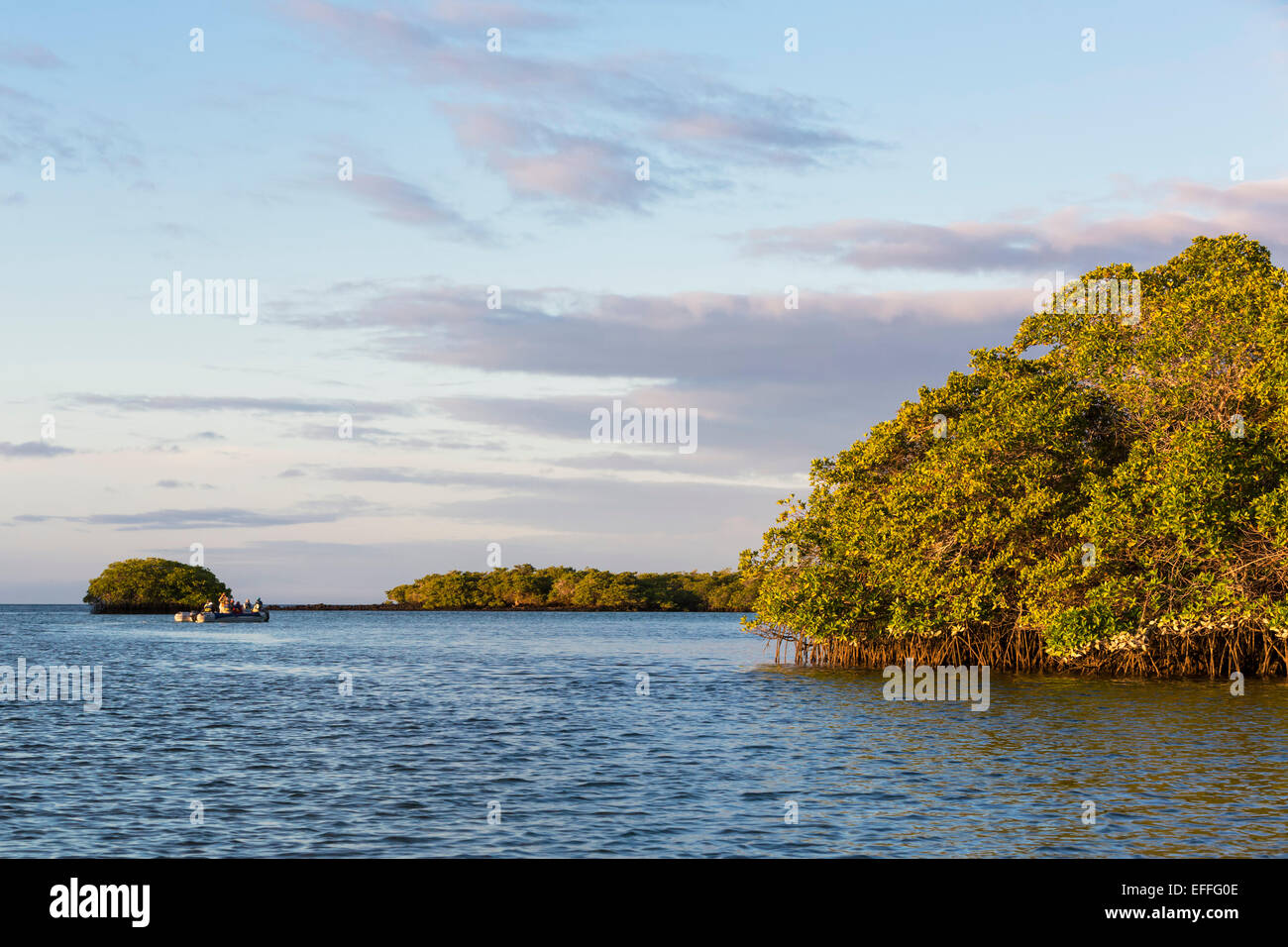 South America, Ecuador, Galapagos, Island, Santa Cruz, Caleta Tortuga Negra, Black Turtle Cove, mangrove forest, inflatable boat with tourists Stock Photo