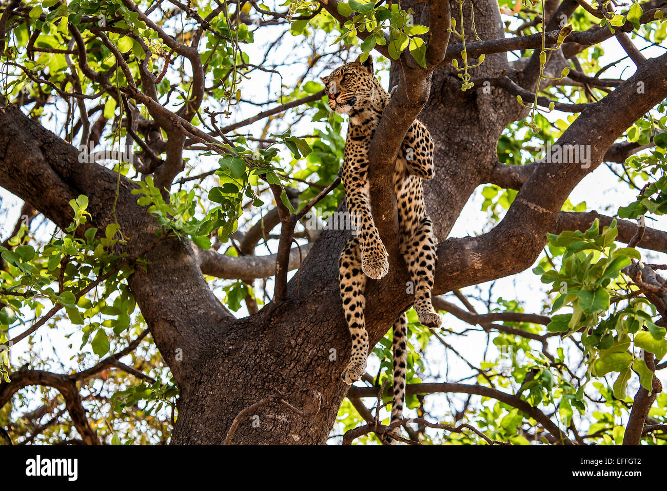 Botswana, Okavango Delta, Leopard in tree Stock Photo - Alamy