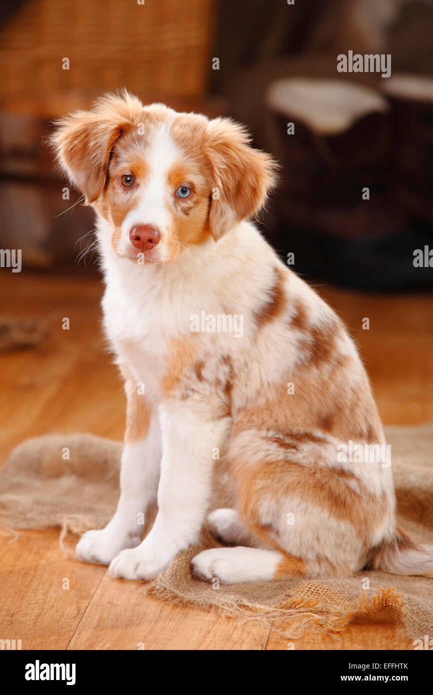 Miniature Australian Shepherd, puppy, red-merle Stock Photo