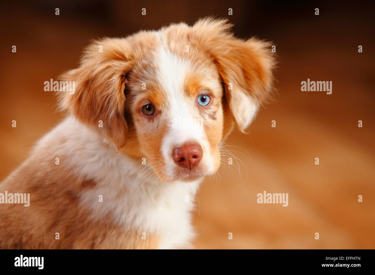 Miniature Australian Shepherd, puppy, red-merle, portrait Stock Photo