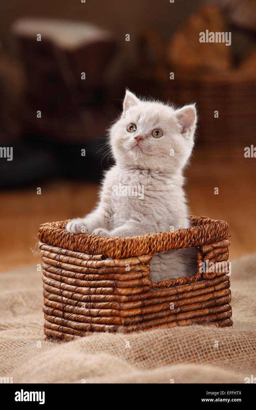 Lilac British Shorthair Cat Stock Photos Lilac British Shorthair