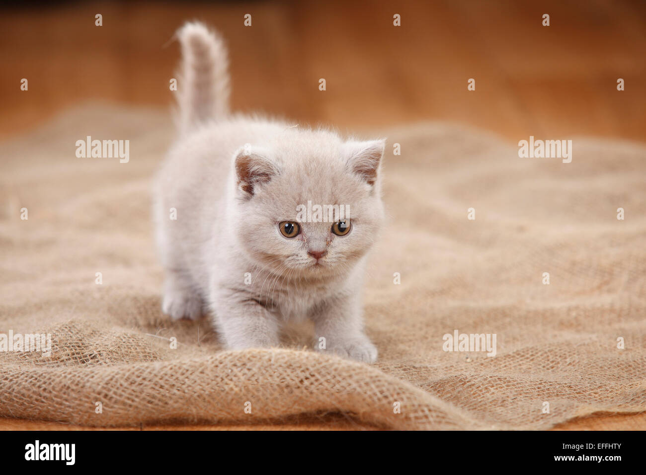 British Shorthair Cat Kitten Lilac Standing On Jute Stock Photo Alamy